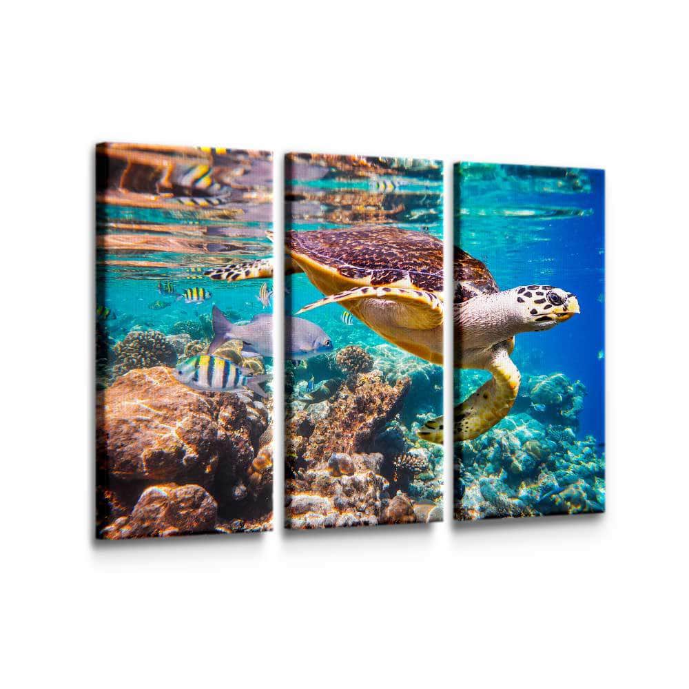 Turtle Wall Art – Canvas Freaks