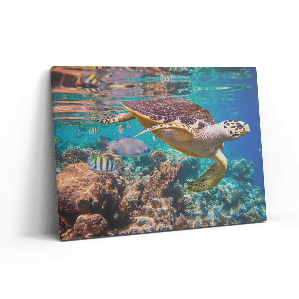 Turtle Wall Art – Canvas Freaks